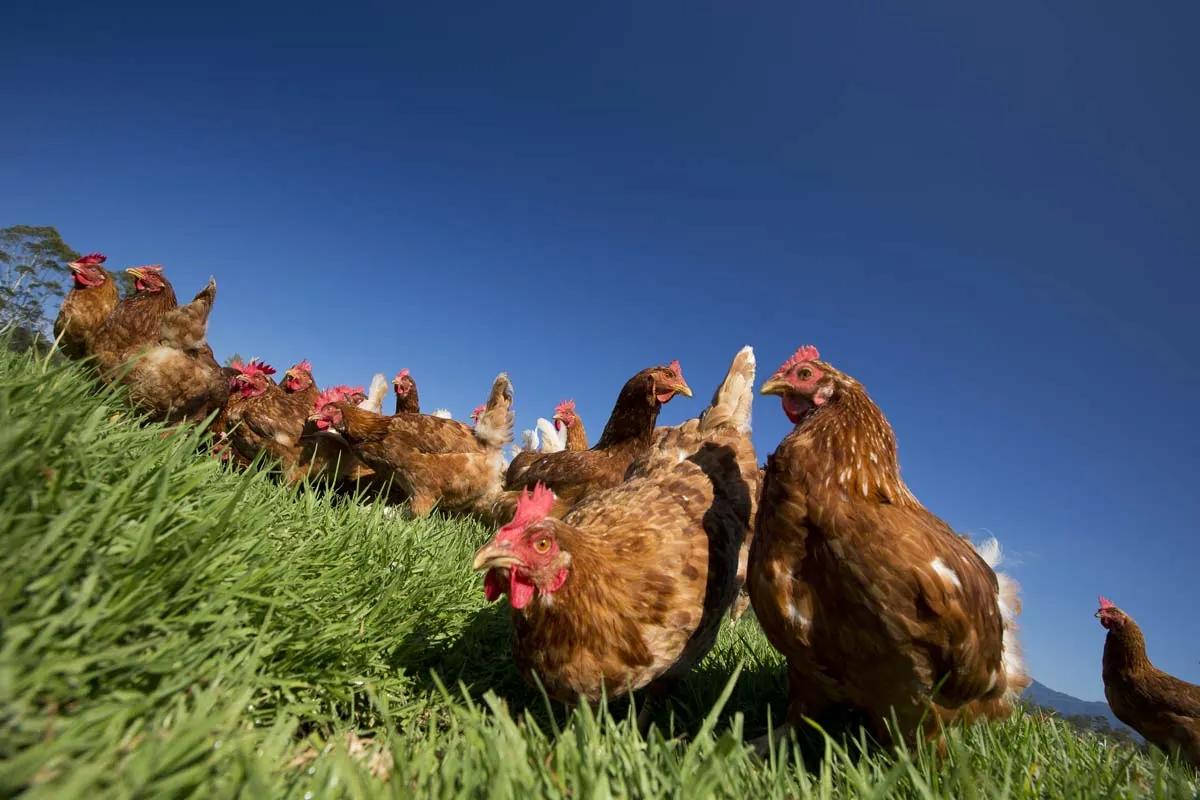 Our Hens