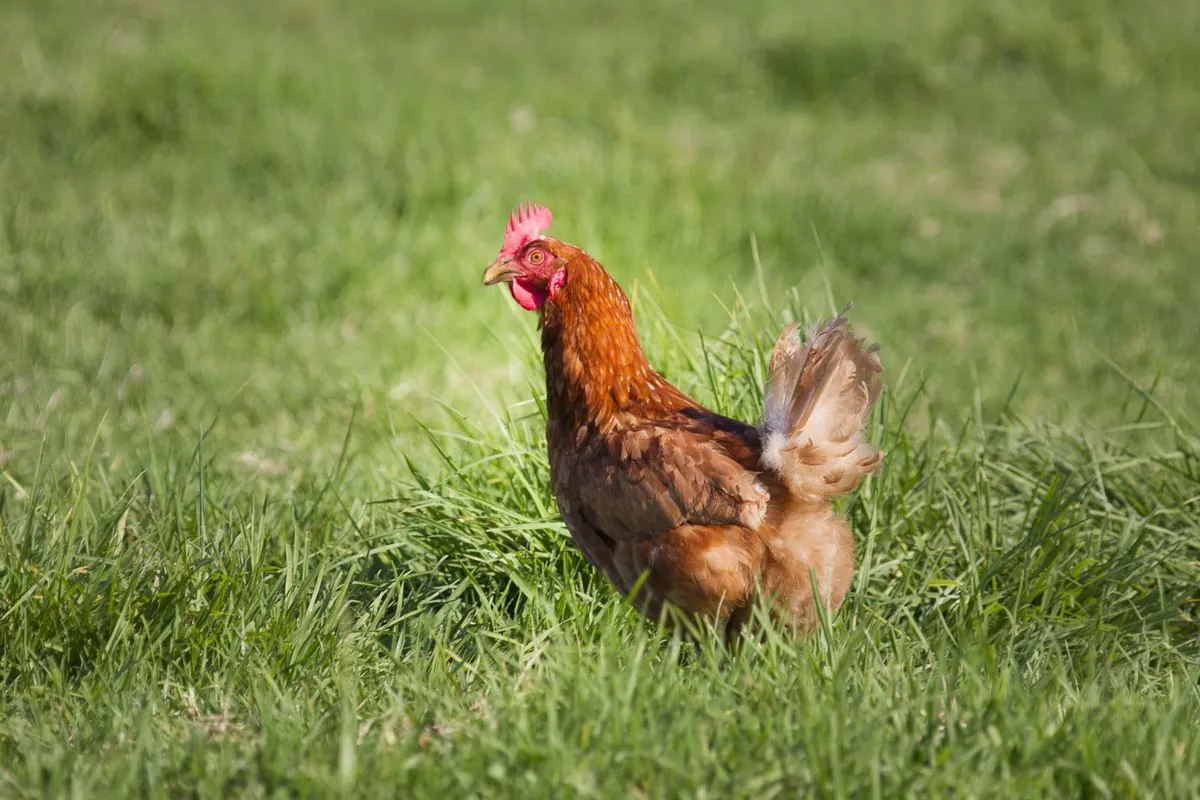 Our Hens
